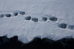 Fußspuren von einem Eisbär im Schnee